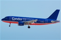 Luciano Fumero( freedom spotter)canary island spotting. Click to see full size photo