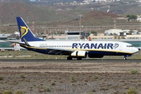 ©Alfonso Solís - Asociación Canary Islands Spotting. Click to see full size photo ©Alfonso Solís - Asociación Canary Islands Spotting. Click to see full size photo