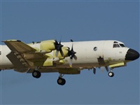 H.volar. Click to see full size photo