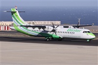 ©Alfonso Solís - Asociación Canary Islands Spotting. Click to see full size photo ©Alfonso Solís - Asociación Canary Islands Spotting. Click to see full size photo