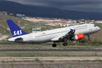 ©Alfonso Solís - Asociación Canary Islands Spotting. Click to see full size photo ©Alfonso Solís - Asociación Canary Islands Spotting. Click to see full size photo