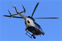 Miguel A. gueda Rguez.  (CANARY ISLANDS SPOTTING). Click to see full size photo