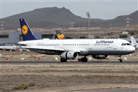 ©Alfonso Solís - Asociación Canary Islands Spotting. Click to see full size photo ©Alfonso Solís - Asociación Canary Islands Spotting. Click to see full size photo