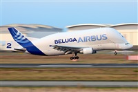 Miguel A. gueda Rguez.  (CANARY ISLANDS SPOTTING). Haz click para ampliar
