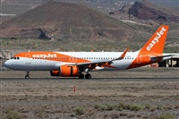 ©Alfonso Solís - Asociación Canary Islands Spotting. Click to see full size photo ©Alfonso Solís - Asociación Canary Islands Spotting. Click to see full size photo