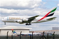 Javier de la Cruz - CANARY ISLANDS SPOTTING. Click to see full size photo