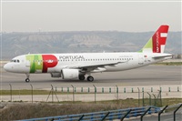 ©Alfonso Solís - Asociación Canary Islands Spotting. Click to see full size photo ©Alfonso Solís - Asociación Canary Islands Spotting. Click to see full size photo