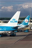 Miguel Alia - Noisy Spotters. Click to see full size photo