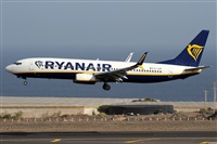 ©Alfonso Solís - Asociación Canary Islands Spotting. Click to see full size photo ©Alfonso Solís - Asociación Canary Islands Spotting. Click to see full size photo