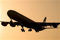 Javier de la Cruz - CANARY ISLANDS SPOTTING. Click to see full size photo