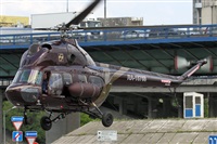 ©Maksimov Maxim - RuSpotters Team. Click to see full size photo ©Maksimov Maxim - RuSpotters Team. Click to see full size photo