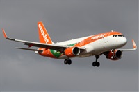 ©Alfonso Solís - Asociación Canary Islands Spotting. Click to see full size photo ©Alfonso Solís - Asociación Canary Islands Spotting. Click to see full size photo