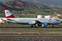 ©Alfonso Solís - Asociación Canary Islands Spotting. Click to see full size photo ©Alfonso Solís - Asociación Canary Islands Spotting. Click to see full size photo