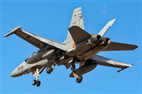 ©Adolfo Bento - Gran Canaria Spotters. Click to see full size photo ©Adolfo Bento - Gran Canaria Spotters. Click to see full size photo