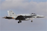 ©Alfonso Solís - Asociación Canary Islands Spotting. Click to see full size photo ©Alfonso Solís - Asociación Canary Islands Spotting. Click to see full size photo