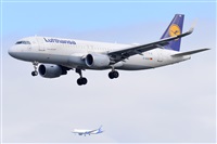Miguel A. gueda Rguez.  (CANARY ISLANDS SPOTTING). Haz click para ampliar