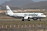 ©Alfonso Solís - Asociación Canary Islands Spotting. Click to see full size photo ©Alfonso Solís - Asociación Canary Islands Spotting. Click to see full size photo