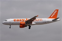 ©Alfonso Solís - Asociación Canary Islands Spotting. Click to see full size photo ©Alfonso Solís - Asociación Canary Islands Spotting. Click to see full size photo