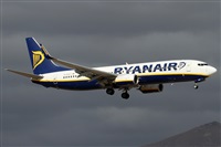 ©Alfonso Solís - Asociación Canary Islands Spotting. Click to see full size photo ©Alfonso Solís - Asociación Canary Islands Spotting. Click to see full size photo