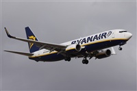 ©Alfonso Solís - Asociación Canary Islands Spotting. Click to see full size photo ©Alfonso Solís - Asociación Canary Islands Spotting. Click to see full size photo