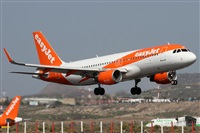 ©Alfonso Solís - Asociación Canary Islands Spotting. Click to see full size photo ©Alfonso Solís - Asociación Canary Islands Spotting. Click to see full size photo