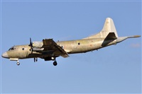 Rubn Gil - Noisy Spotters. Click to see full size photo