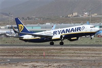©Alfonso Solís - Asociación Canary Islands Spotting. Click to see full size photo ©Alfonso Solís - Asociación Canary Islands Spotting. Click to see full size photo