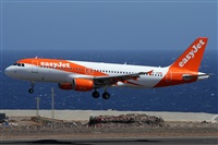 ©Alfonso Solís - Asociación Canary Islands Spotting. Click to see full size photo ©Alfonso Solís - Asociación Canary Islands Spotting. Click to see full size photo