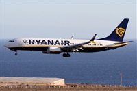 ©Alfonso Solís - Asociación Canary Islands Spotting. Click to see full size photo ©Alfonso Solís - Asociación Canary Islands Spotting. Click to see full size photo