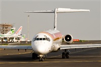 Javier de la Cruz - CANARY ISLANDS SPOTTING. Click to see full size photo