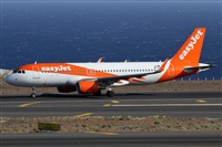 ©Alfonso Solís - Asociación Canary Islands Spotting. Click to see full size photo ©Alfonso Solís - Asociación Canary Islands Spotting. Click to see full size photo