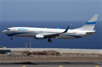 ©Alfonso Solís - Asociación Canary Islands Spotting. Click to see full size photo ©Alfonso Solís - Asociación Canary Islands Spotting. Click to see full size photo