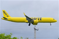 Miguel A. gueda Rguez.  (CANARY ISLANDS SPOTTING). Click to see full size photo