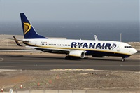 ©Alfonso Solís - Asociación Canary Islands Spotting. Click to see full size photo ©Alfonso Solís - Asociación Canary Islands Spotting. Click to see full size photo
