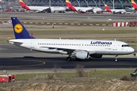 ©Alfonso Solís - Asociación Canary Islands Spotting. Click to see full size photo ©Alfonso Solís - Asociación Canary Islands Spotting. Click to see full size photo