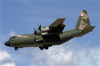 Jos Miguel Bernases - Noisy Spotters. Click to see full size photo