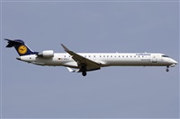 ©Román A. Pérez. Click to see full size photo ©Román A. Pérez. Click to see full size photo