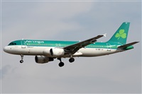 ©Alfonso Solís - Asociación Canary Islands Spotting. Click to see full size photo ©Alfonso Solís - Asociación Canary Islands Spotting. Click to see full size photo