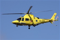 ©Alfonso Solís - Asociación Canary Islands Spotting. Click to see full size photo ©Alfonso Solís - Asociación Canary Islands Spotting. Click to see full size photo