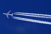 Javier de la Cruz - CANARY ISLANDS SPOTTING. Click to see full size photo