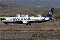 ©Alfonso Solís - Asociación Canary Islands Spotting. Click to see full size photo ©Alfonso Solís - Asociación Canary Islands Spotting. Click to see full size photo