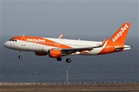 ©Alfonso Solís - Asociación Canary Islands Spotting. Click to see full size photo ©Alfonso Solís - Asociación Canary Islands Spotting. Click to see full size photo