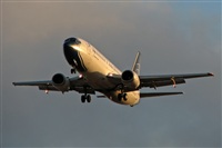 ©La Roche Spotters. Click to see full size photo ©La Roche Spotters. Click to see full size photo
