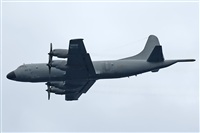 Luciano de la Rosa Gutirrez (Tenerife) Canary Islands Spotting. Click to see full size photo
