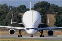 Miguel A. gueda Rguez.  (CANARY ISLANDS SPOTTING). Haz click para ampliar