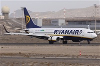 ©Alfonso Solís - Asociación Canary Islands Spotting. Click to see full size photo ©Alfonso Solís - Asociación Canary Islands Spotting. Click to see full size photo