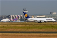 Miguel A. gueda Rguez.  (CANARY ISLANDS SPOTTING). Click to see full size photo