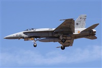 ©Alfonso Solís - Asociación Canary Islands Spotting. Click to see full size photo ©Alfonso Solís - Asociación Canary Islands Spotting. Click to see full size photo