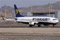 ©Alfonso Solís - Asociación Canary Islands Spotting. Click to see full size photo ©Alfonso Solís - Asociación Canary Islands Spotting. Click to see full size photo