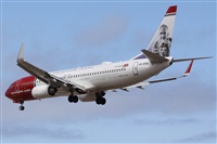 ©Alfonso Solís - Asociación Canary Islands Spotting. Click to see full size photo ©Alfonso Solís - Asociación Canary Islands Spotting. Click to see full size photo